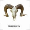 TOXIDERMIST.RU